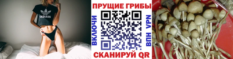 дарнет шоп  Киселёвск  Галлюциногенные грибы мухоморы 